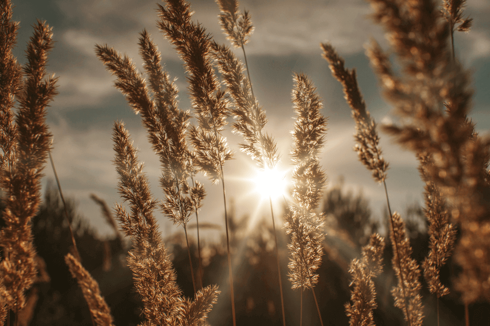 Wheat Field Stock photo with sun