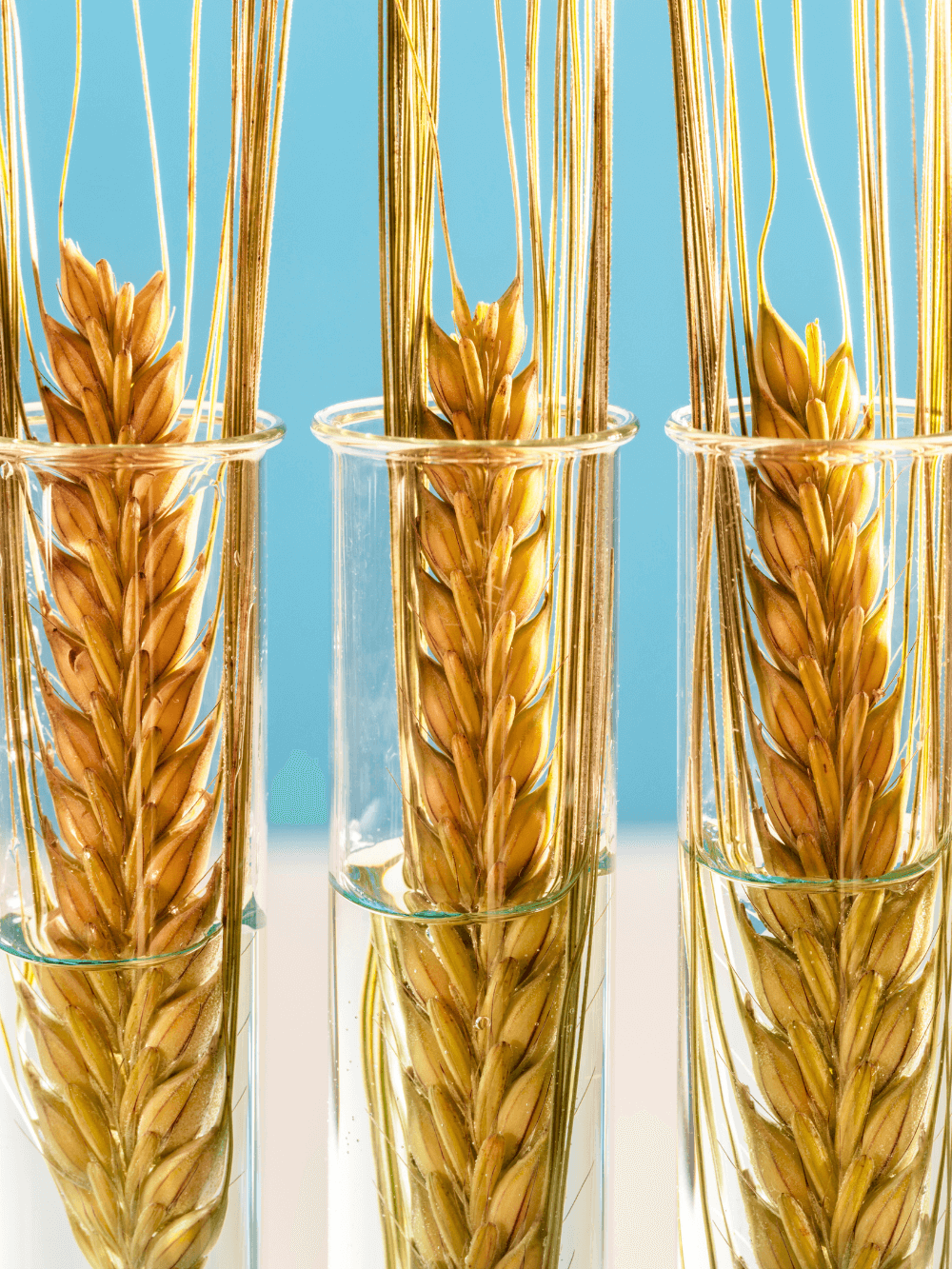 Wheat in Test Tubes